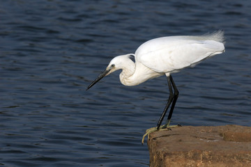 Little Egret on the hunt for fish