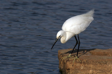 Little Egret