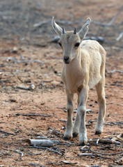 Nubian Ibex kid