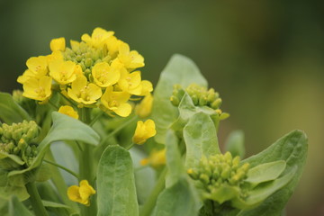 菜の花