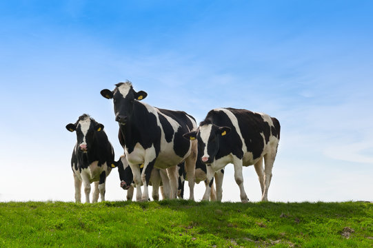 Cows on on farmland