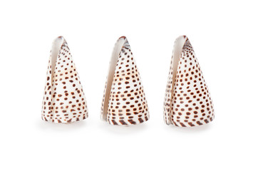 seashell on white background