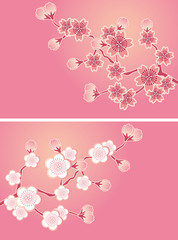 Cherry blossoms card