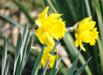 daffodil flower.