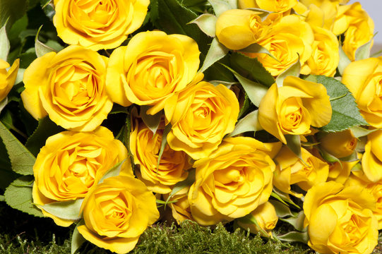 157 BESTE "Gelbe Rosen" BILDER, STOCK-FOTOS & -VEKTORGRAFIKEN | Adobe Stock