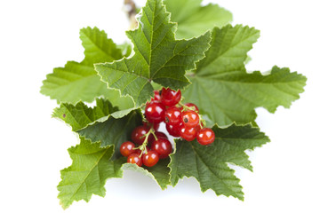 redcurrant