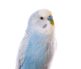 Parrot isolated on white © Oleksiy Ilyashenko