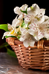 Naklejka na ściany i meble wild orchids flower in the basket