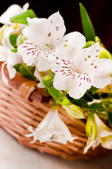 Fototapeta na wymiar wild orchids flower in the basket