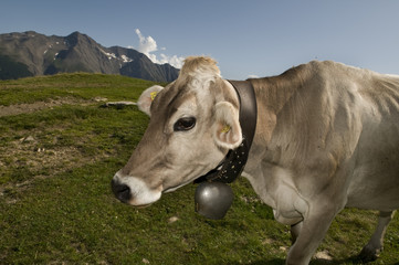Straying cow