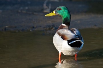 Drake Mallard