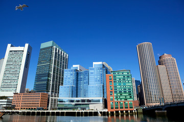 Office buildings and flying gull in Boston city