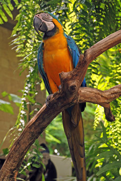Big parrot (Green wings macaw)
