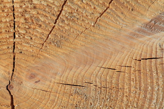 Holzstruktur