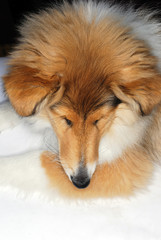 animal, dog,collie,young