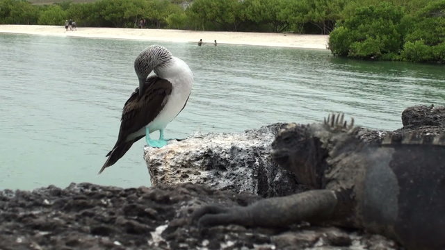 blue footed booby & Iguana