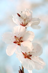 White and delicate cherry flowers