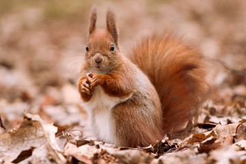 Little cute squirrel on the leaves - 31348735