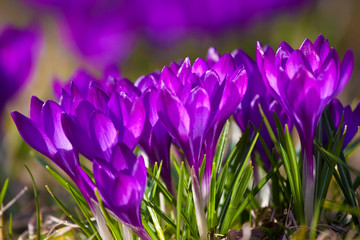 Bunch of Violet crocuses in the grass