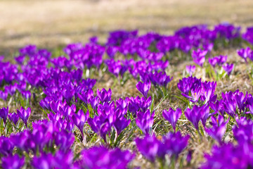 Obraz premium Bunch of Violet crocuses in the grass