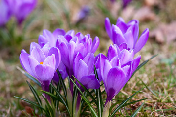 Fototapeta premium Bukiet fioletowych krokusów w trawie