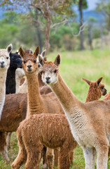 Alpacas grazing