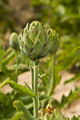 Fototapeta premium Navarra