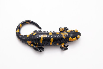 Salamandra salamandra