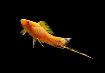 Schwerttraeger schwarz06