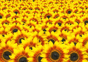 Lots of Fresh Sunflowers - Sun Flower Background