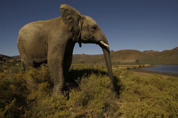 Fototapeta na wymiar Afrikanischer Elefant