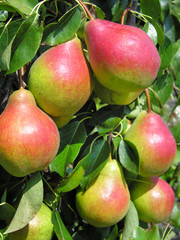 ripe pears