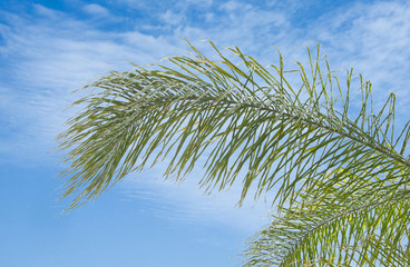 palm leaf