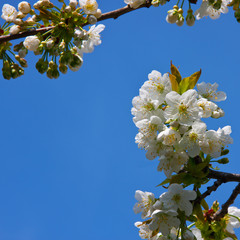 Kirschbaumblüten vor blauem Himmel