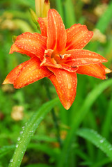 Bright orange Amaryllis flower