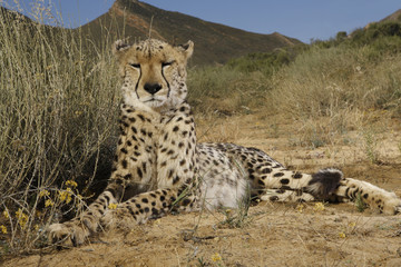 Gepard