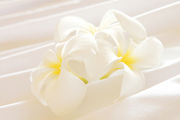 aloha, beauty, decoration, flowers, frangipani