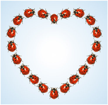 Siebenpunkt-Marienkaefer.Glueckssymbol