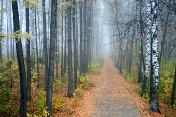 Obraz premium Fog in a park