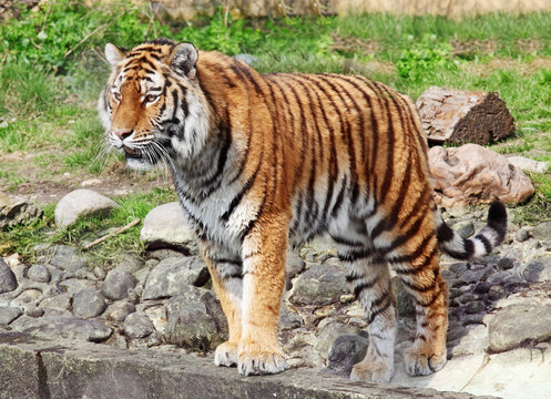 Siberian tiger in Vienna zoo