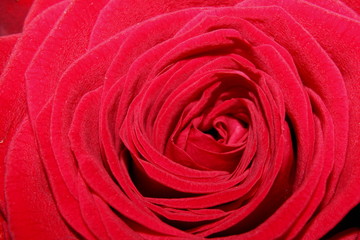 beautiful red rose