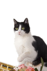 Gatto domestico con mantello bianco e nero