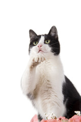 Gatto domestico pronto all'acchiappo