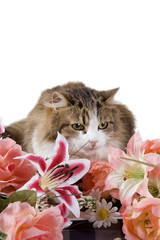Gatto con fiori in verticale