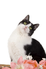 Gatto bianco e nero su sfondo bianco