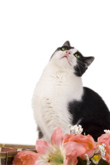 Gatto domestico che guarda all'insu'