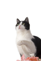 Gatto domestico bianco e nero che afferra