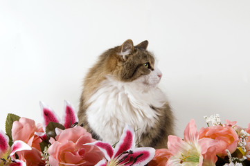 Profilo di gatto domestico a pelo lungo in orizzontale