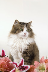 Gatto domestico a pelo lungo