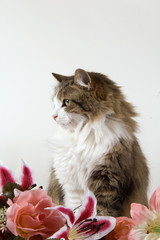 Profilo di gatto domestico a pelo lungo